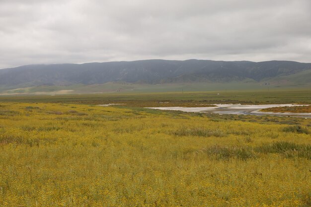 Wildblumen am Carrizo Plain National Monument und am Soda Lake