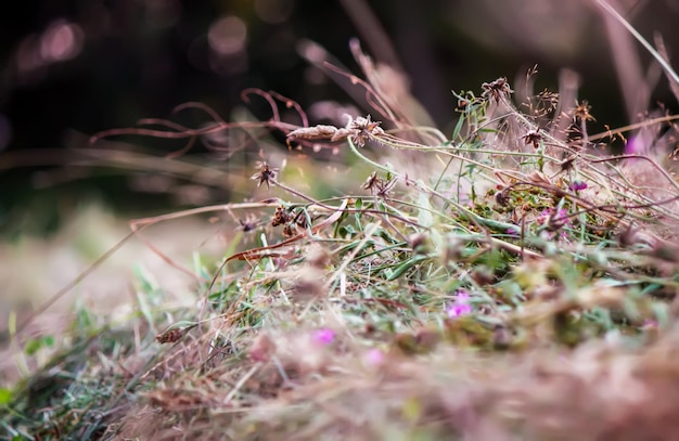 Wildblumen auf dem Sommerfeld aus nächster Nähe