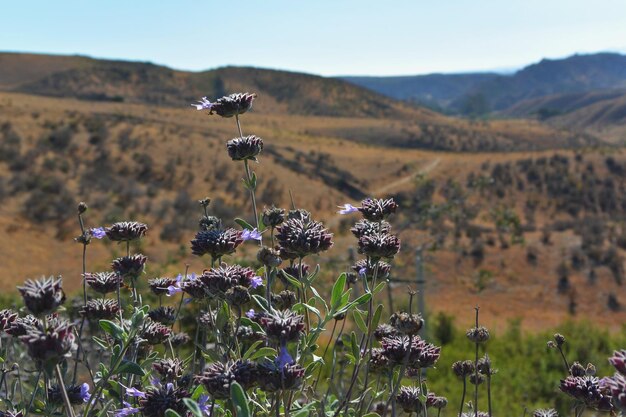 Foto wildblumen auf der wiese