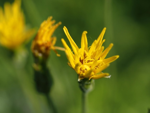 Wildblumen auf der Wiese