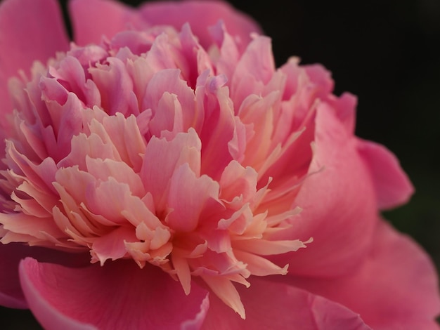 Wildblumen auf der Wiese