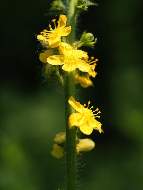 Wildblumen auf der Wiese