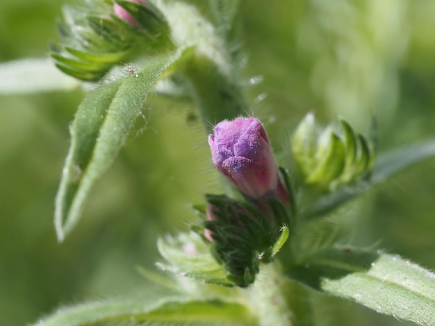 Wildblumen auf der Wiese