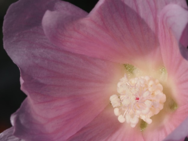 Wildblumen auf der Wiese