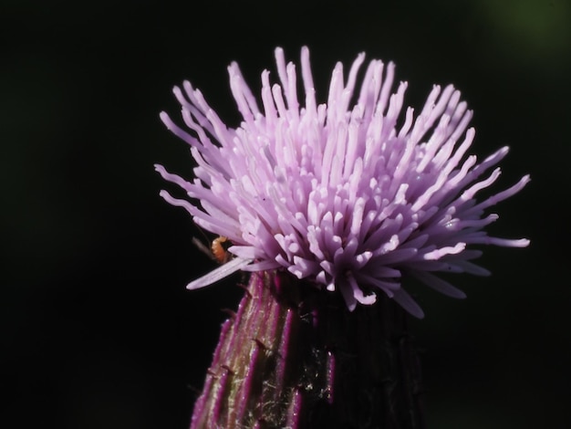 Wildblumen auf der Wiese