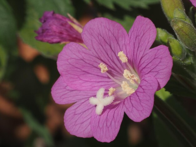 Wildblumen auf der Wiese