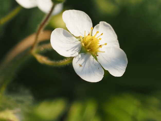 Wildblumen auf der Wiese