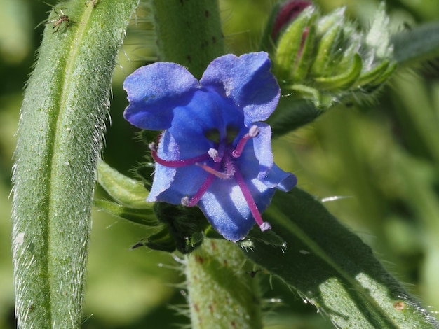 Wildblumen auf der Wiese