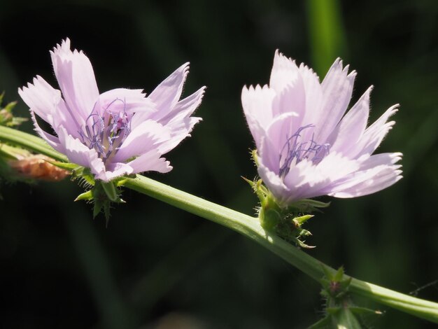 Wildblumen auf der Wiese