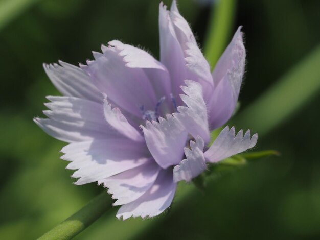 Wildblumen auf der Wiese