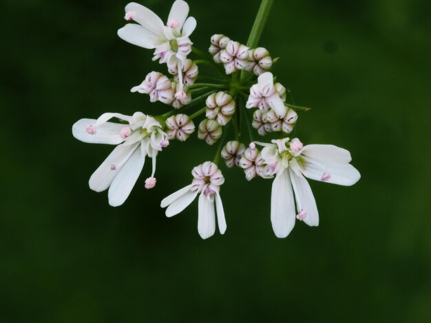 Wildblumen auf einer Sommerwiese