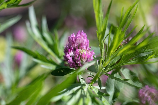 Wildblumen auf Mt. Baker Ein farbenfroher Teppich aus Wildblumen schmückt den Hang von Mt. Baker Washi