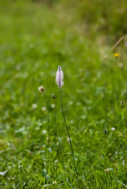 Wildblumen auf Sommerfeld Plantago-Kraut