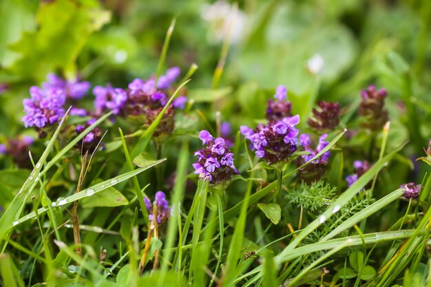 Wildblumen auf Sommerfeld