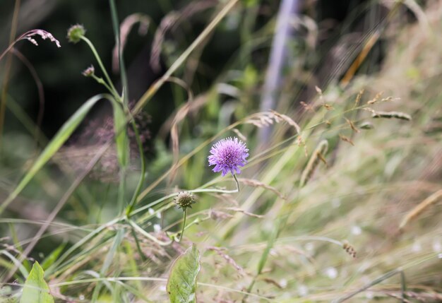 Foto wildblumen auf sommerfeld