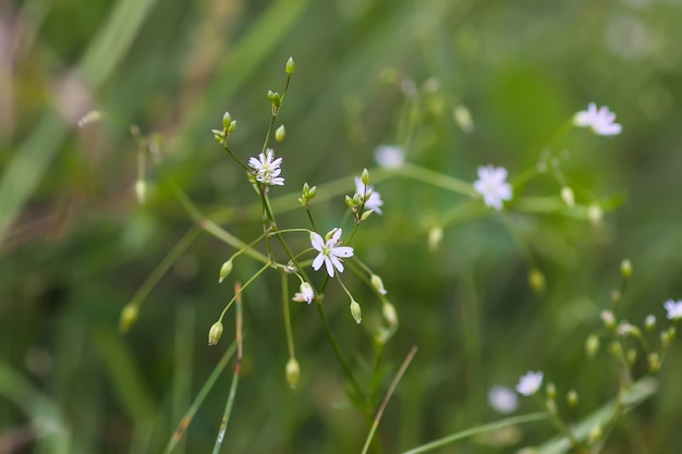 Wildblumen auf Sommerfeld.