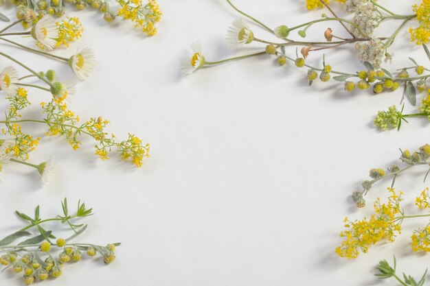 Wildblumen auf weißem Papierhintergrund