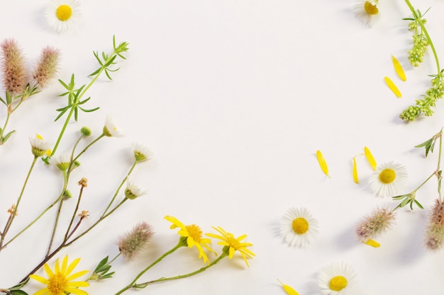 Wildblumen auf weißem Papierhintergrund