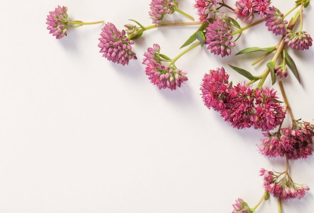 Wildblumen auf weißem Papierhintergrund