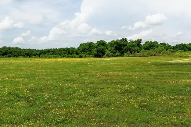 Foto wildblumen aus texas