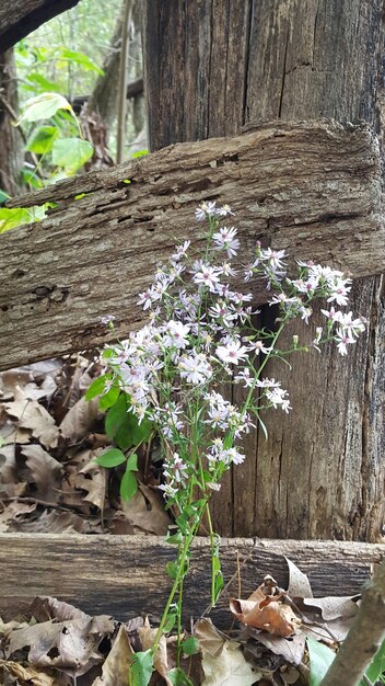 Foto wildblumen blühen gegen einen verlassenen zaun