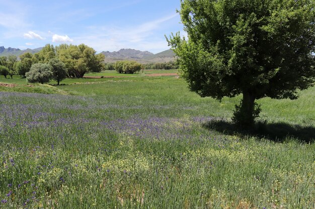 Wildblumen im Frühjahr Biodiversität in der Natur