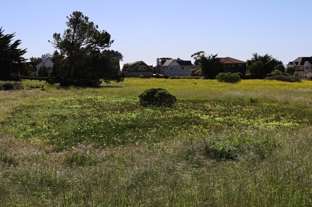 Wildblumen im Frühjahr in Half Moon Bay, Kalifornien