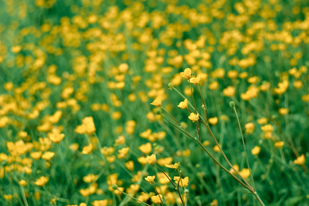 Wildblumen im grünen Gras auf der Wiese