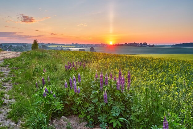 Wildblumen im Sommer Sonnenaufgang Lila Lupinen- und Rapsfeldmorgenlicht