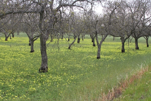 Wildblumen in Kalifornien