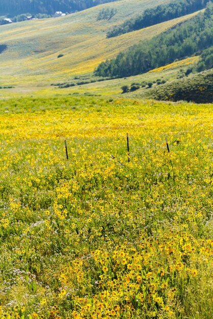 Wildblumen in voller Blüte in Crested Butte, Colorado.