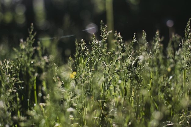 Wildblumen Nahaufnahme an sonnigen Tagen auf der Sommerwiese Schöne Naturlandschaft mit verschwommenem Hintergrund