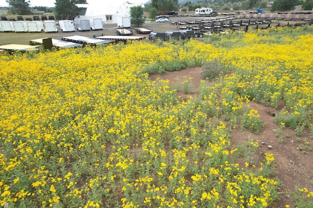 Wildblumen rund um Flagstaff, Arizona