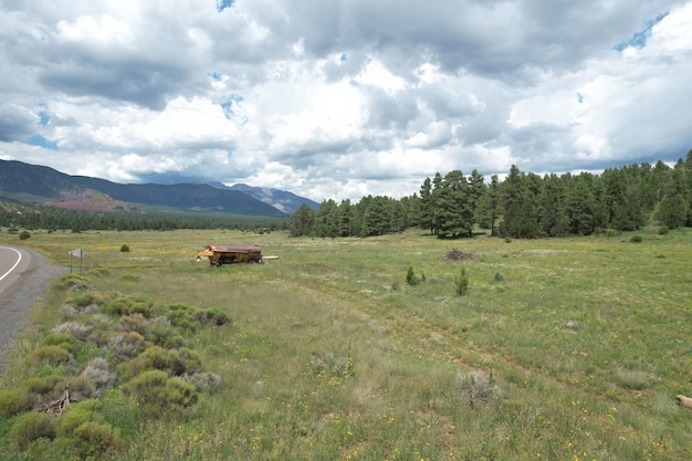 Wildblumen rund um Flagstaff, Arizona