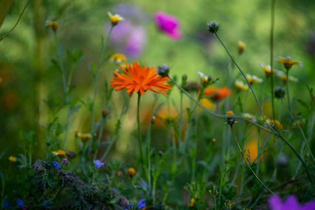 Wildblumen Sommer Blumenbeet Hintergrund