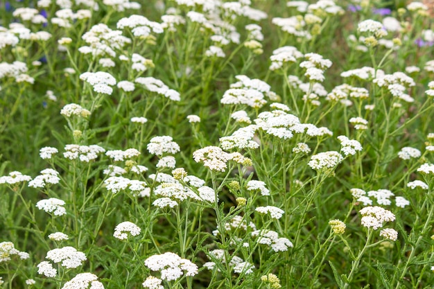 Wildblumen Sommerfeld