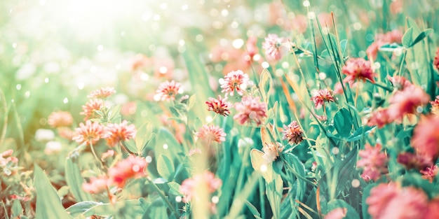 Wildblumen von Klee in Sonnenstrahlen