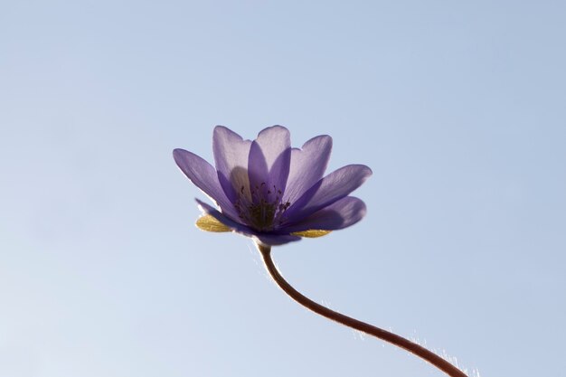 Wildblumen wachsen im Wald