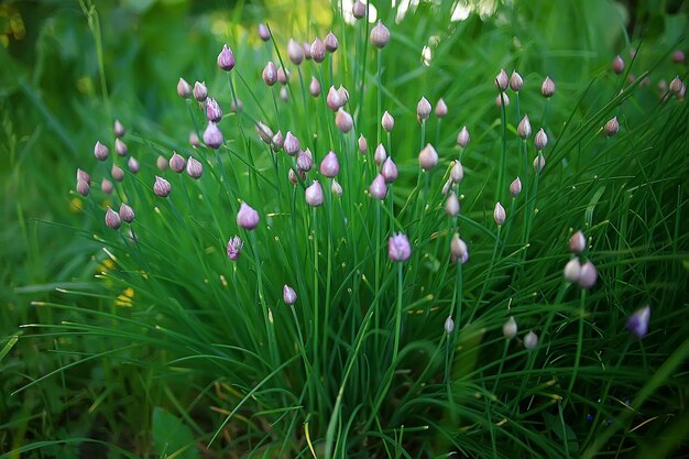 Wildblumenfeld / Naturlandschaft, abstrakte Hintergrundansicht Sommerblumen Details Blume