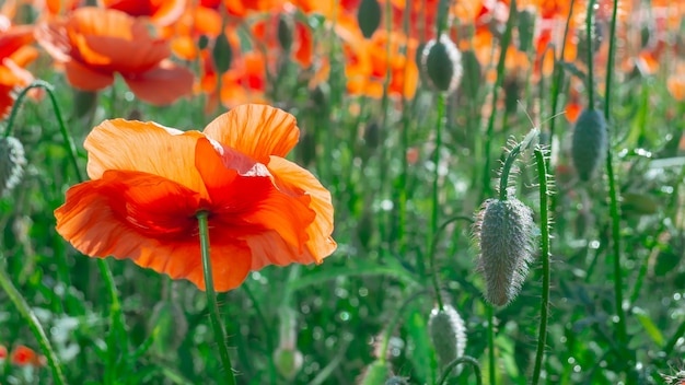 Wildblumenmohn gegen den blauen Himmel