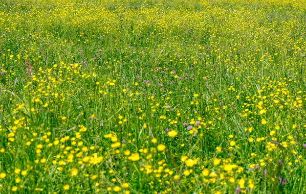 Wildblumenwiese in Nahaufnahme