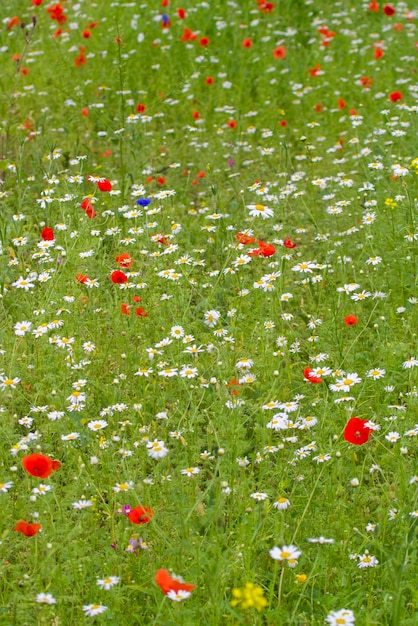 Wildblumenwiese