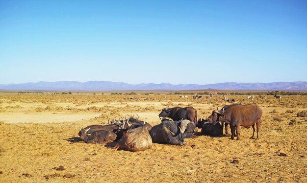 Wildbüffel und entspannen Sie sich in Safari Natur Savanne und natürlicher Lebensraum mit blauem Himmel Grasland Bewegung und Tier mit Hörnern große fünf und friedlich von Außenumgebung und Landschaft