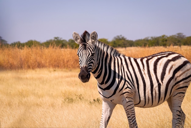 Wilde afrikanische Tiere. Afrikanisches Bergzebra, das im Grünland steht. Etosha Nationalpark. Namibia