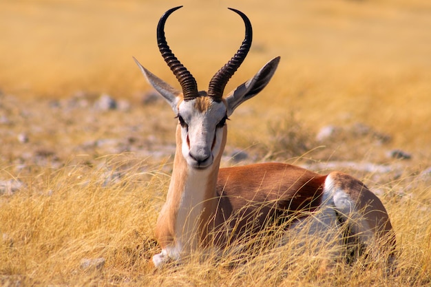 Wilde afrikanische Tiere Die mittelgroße Antilope des Springbocks im hohen gelben Gras Etosha Nationalpark Namibia