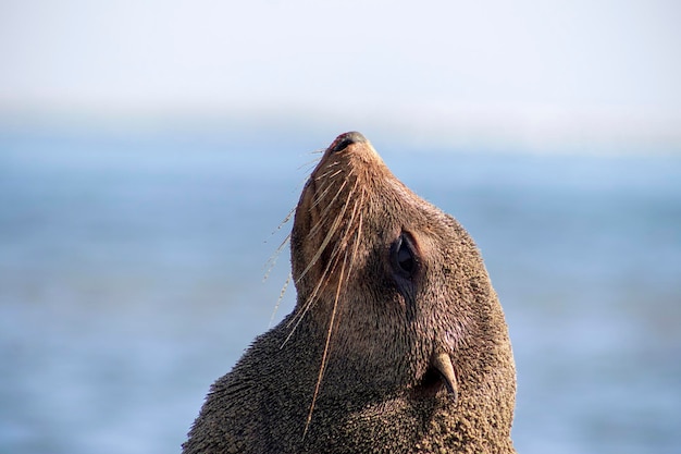 Wilde afrikanische Tiere Einsame braune Pelzrobbe sitzt an einem sonnigen Morgen am Meer