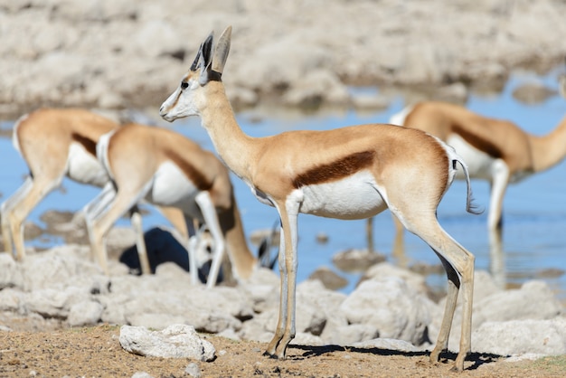 Wilde afrikanische Tiere - Gnu, Kudu, Orix, Springbock, Zebras Trinkwasser im Wasserloch