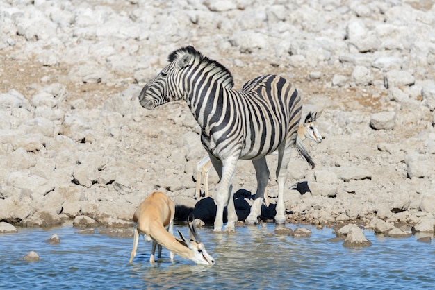 Wilde afrikanische Tiere - Gnu, Kudu, Orix, Springbock, Zebras Trinkwasser im Wasserloch