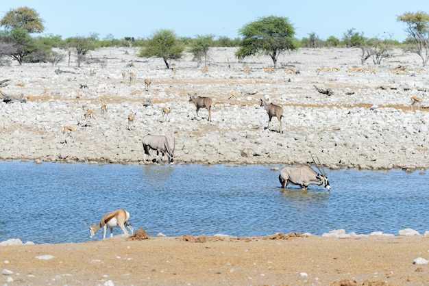 Wilde afrikanische Tiere - Gnu, Kudu, Orix, Springbock, Zebras Trinkwasser im Wasserloch