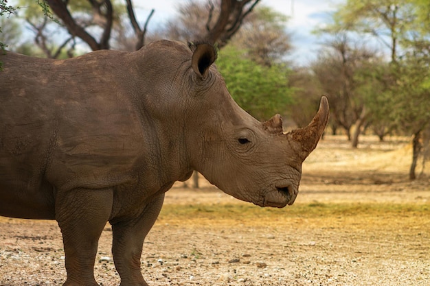 Wilde afrikanische Tiere. Porträt eines männlichen Bullen Breitmaulnashorns Beweidung im Etosha Nationalpark, Namibia.